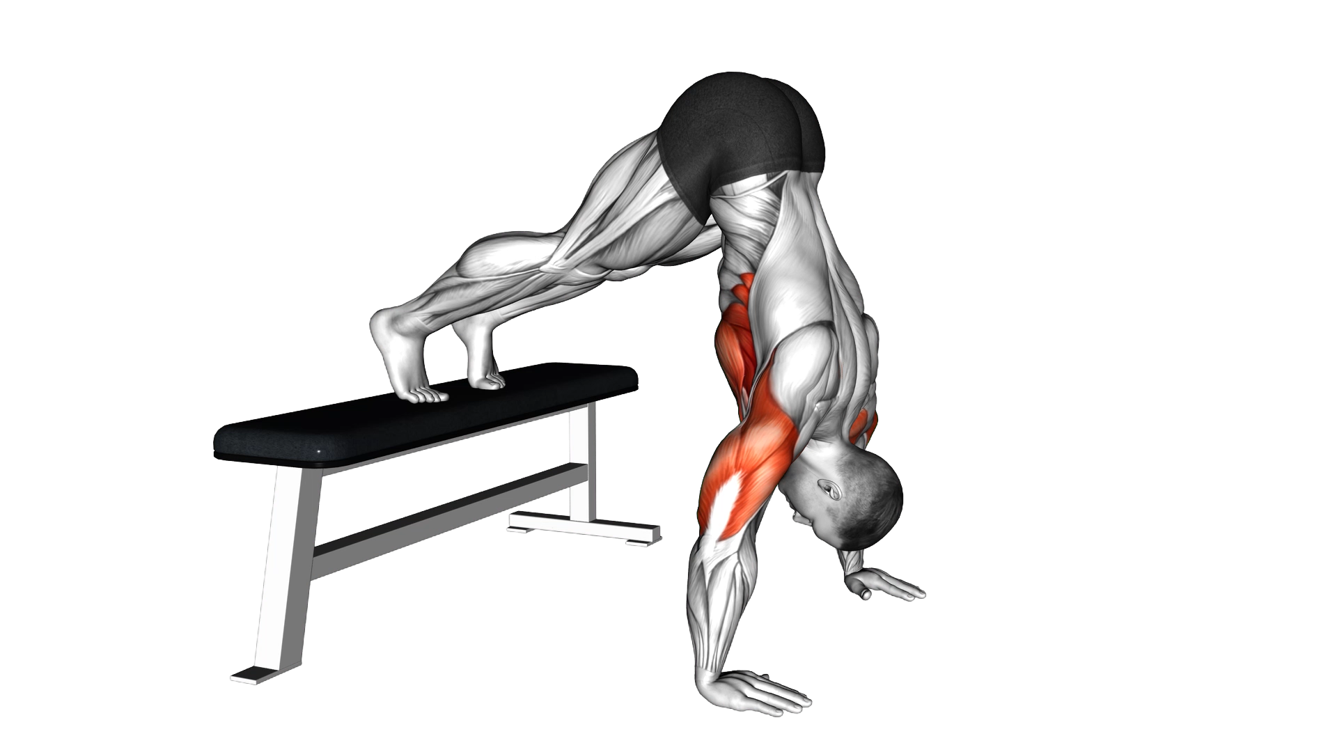 Pike Push up (on Bench) exercise demonstration