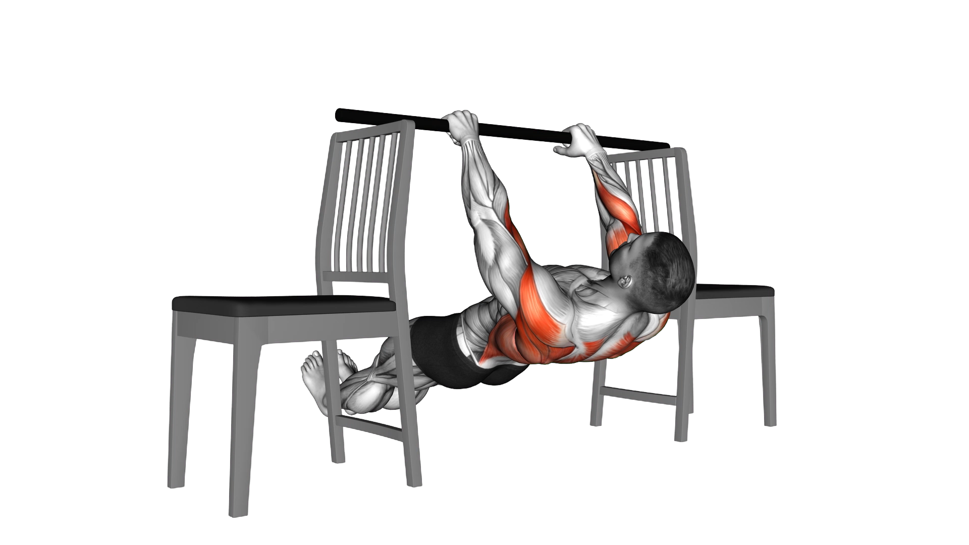 Inverted Row between Chairs exercise demonstration