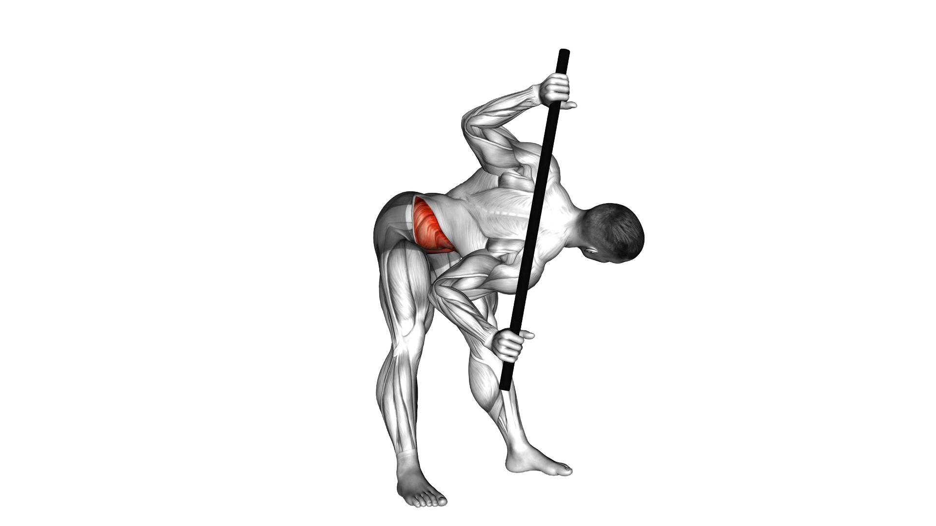 Bent Over Twist exercise demonstration