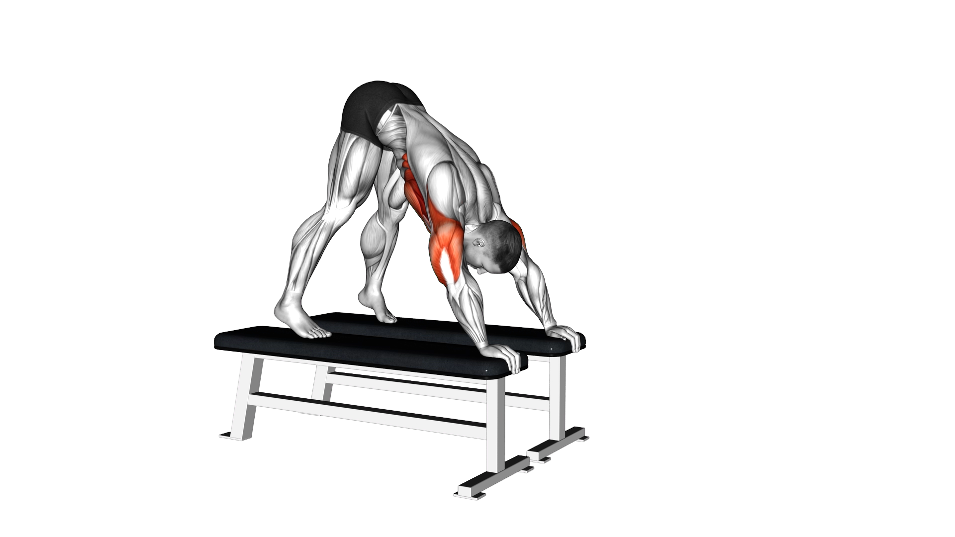 Pike Push up (between Benches) exercise demonstration