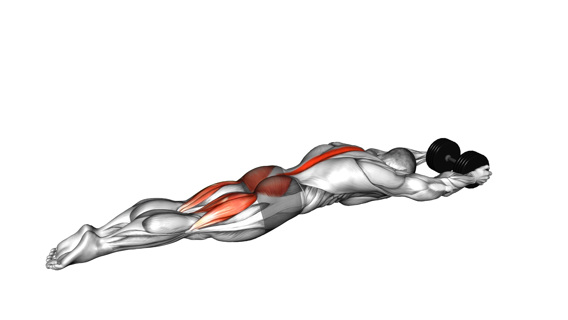 Dumbbell Superman exercise demonstration