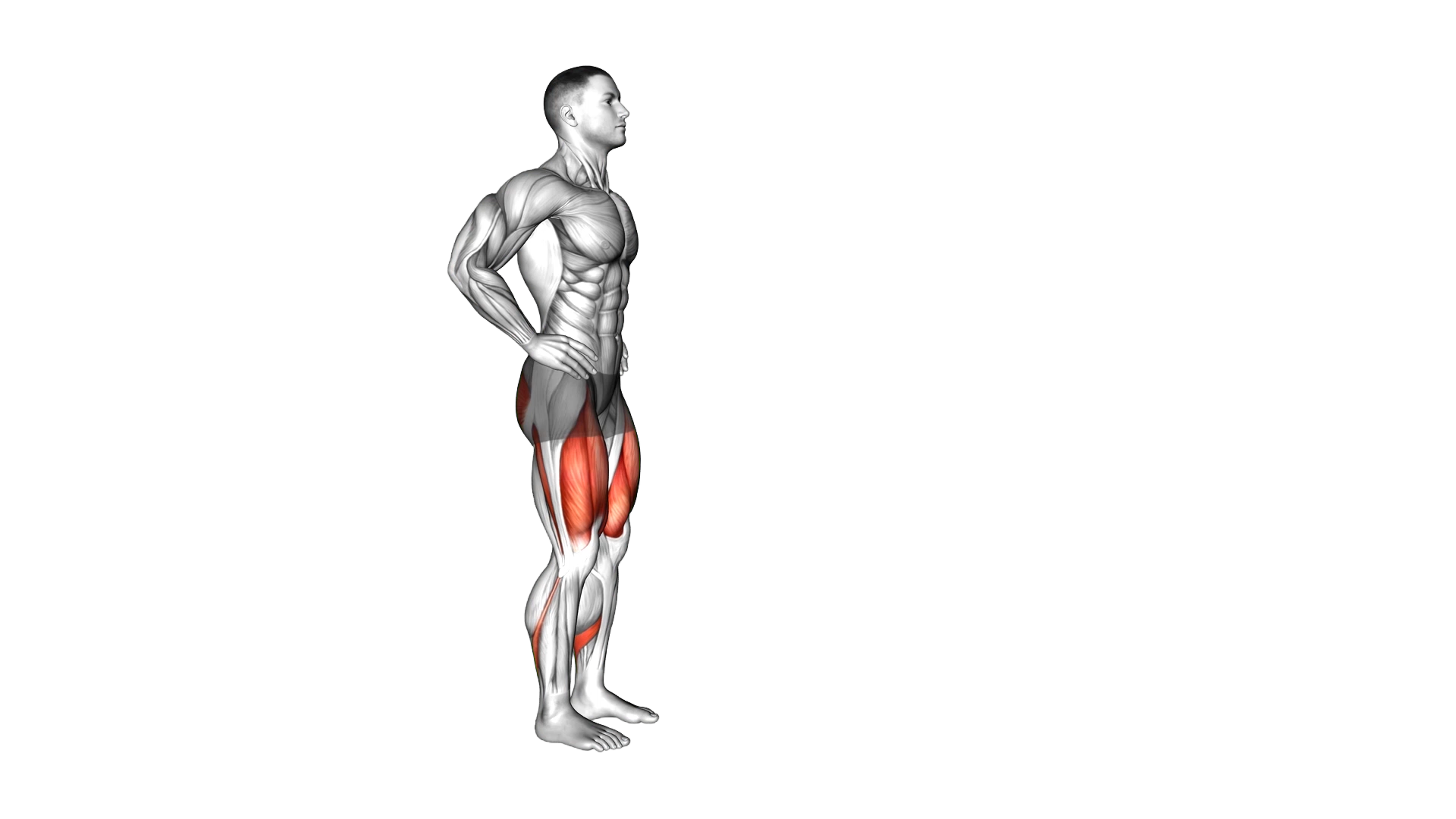 Forward Lunge exercise demonstration