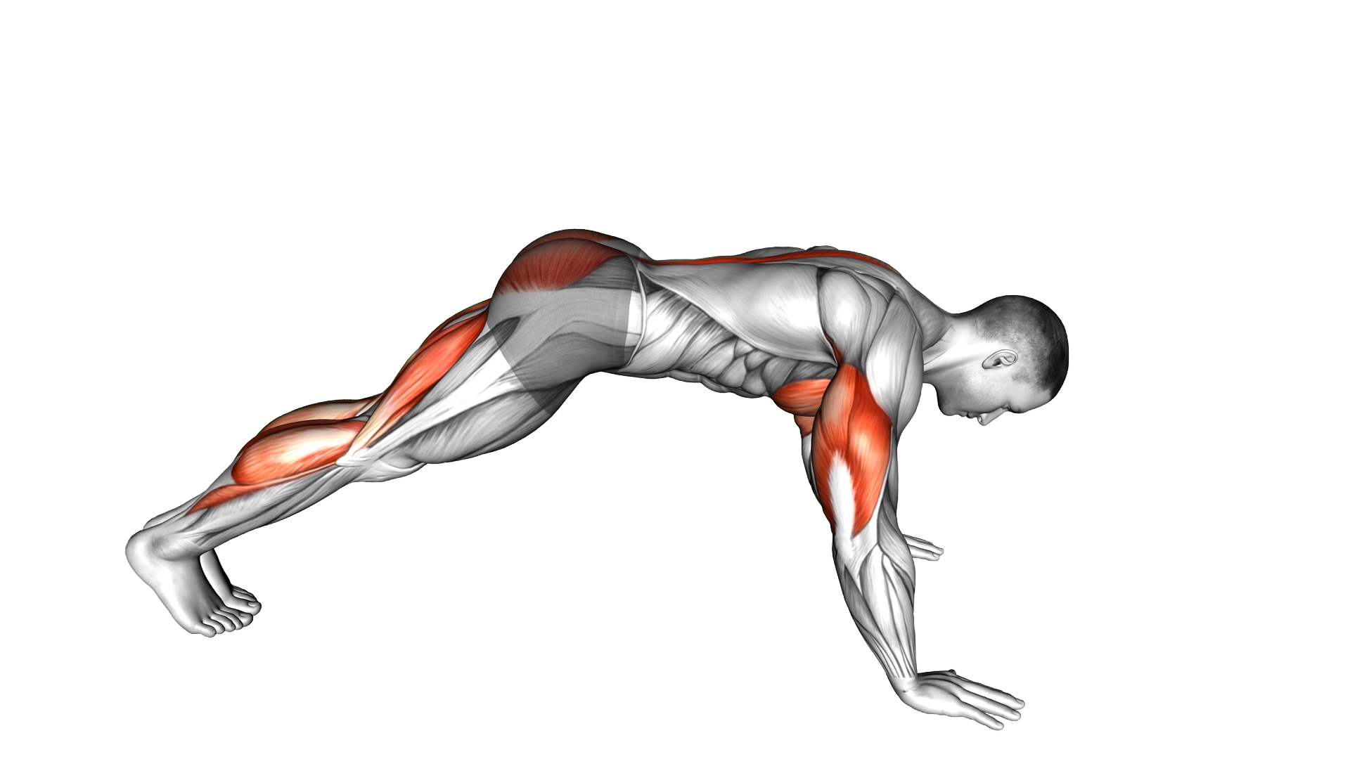 Cobra Push up exercise demonstration
