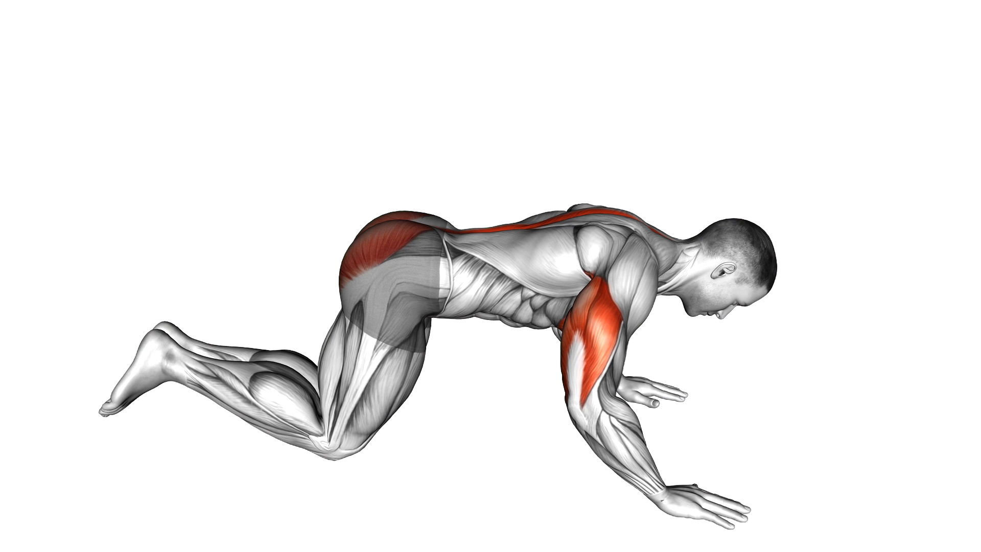 Kneeling Cobra Push up exercise demonstration