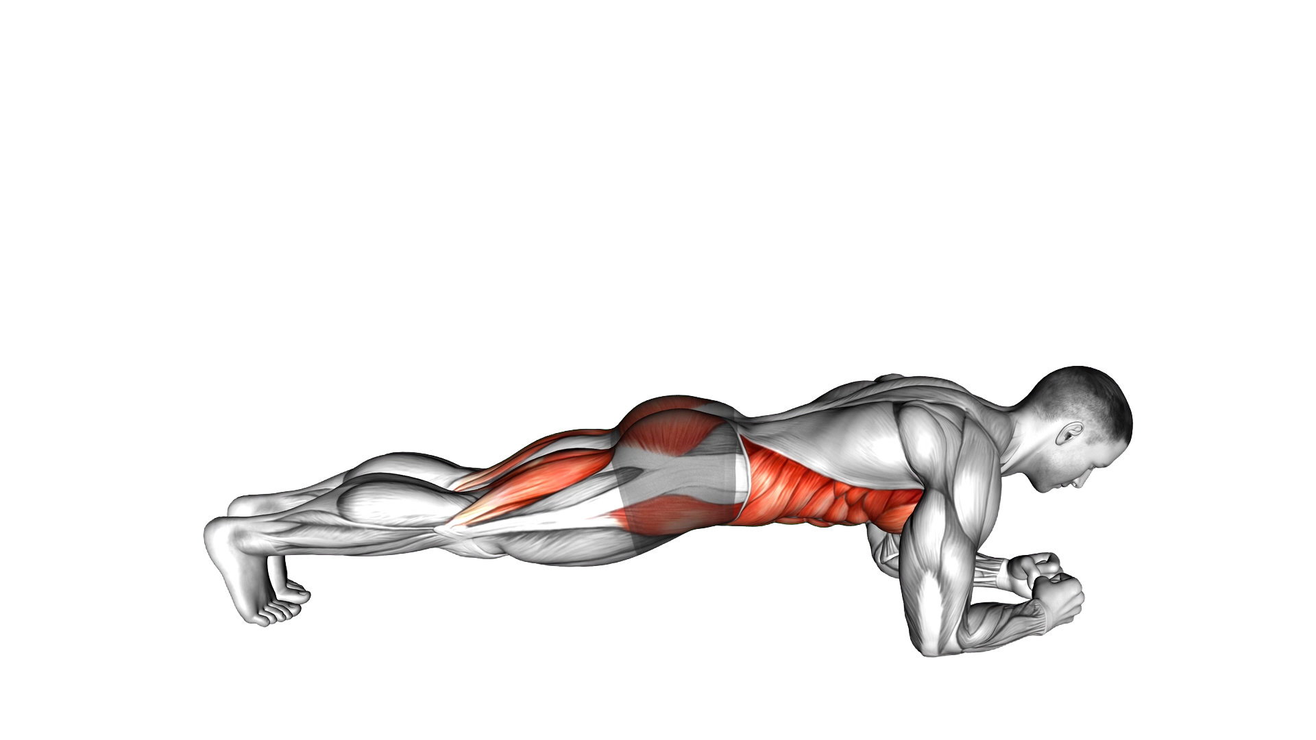 Front Plank with Leg Lift exercise demonstration