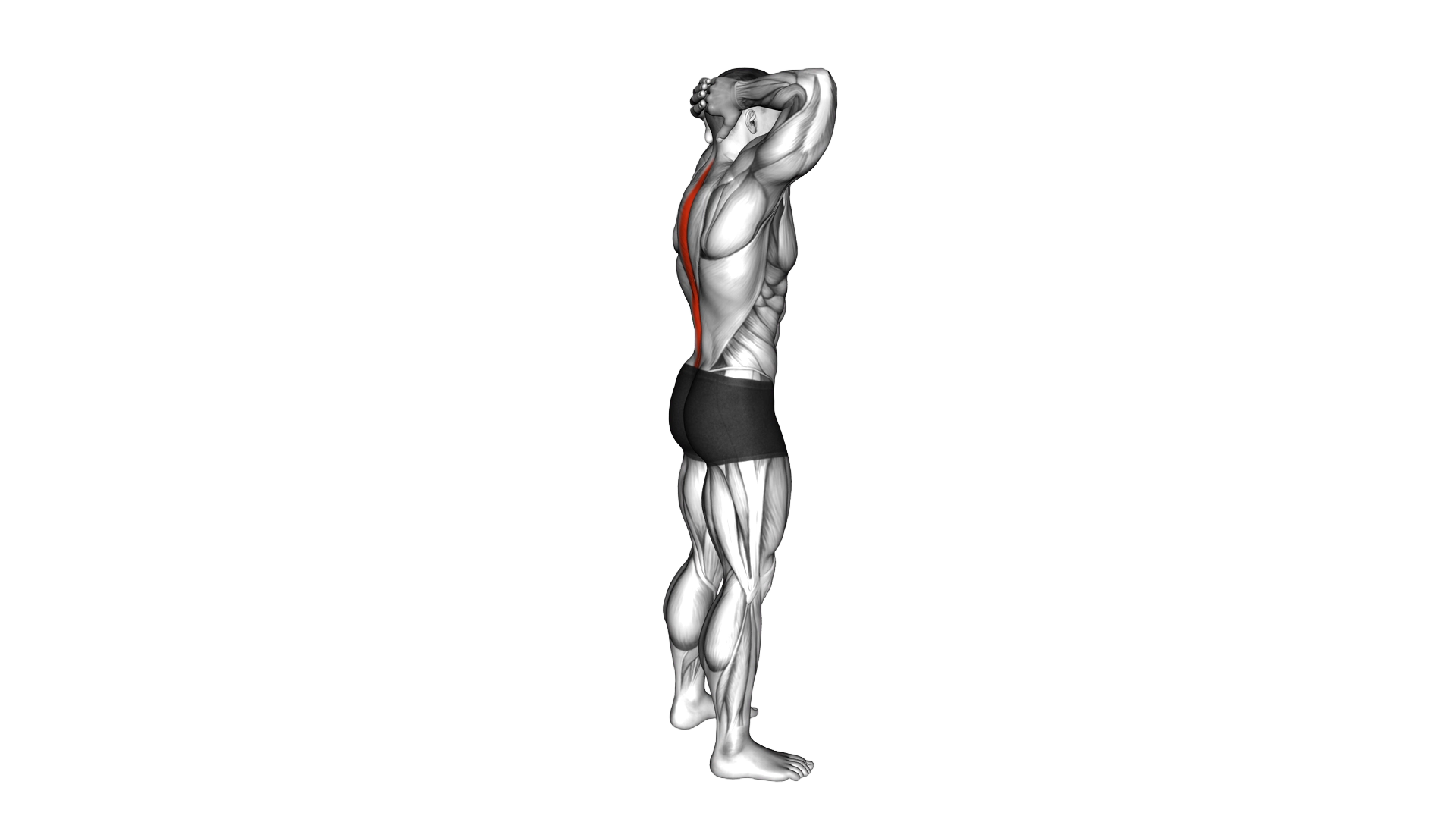 Spine Backbend Stretch exercise demonstration