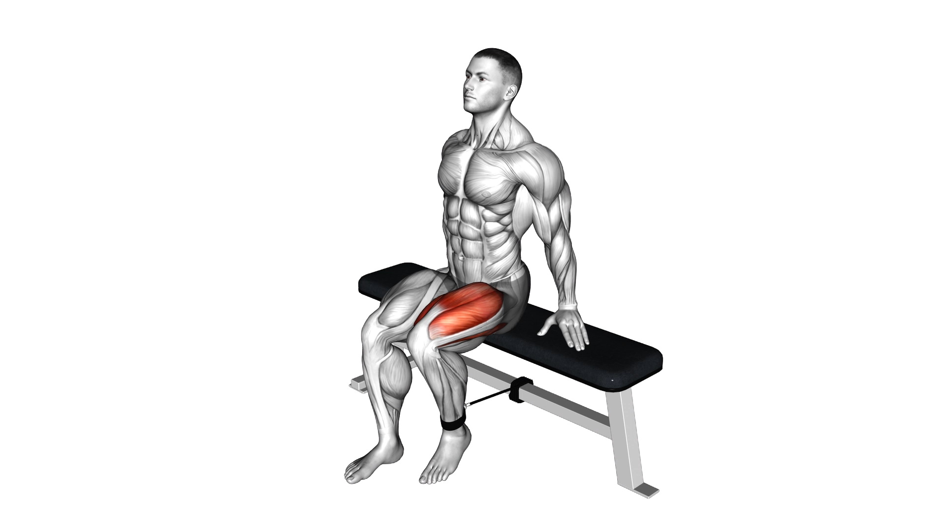 Band Seated Leg Extension exercise demonstration