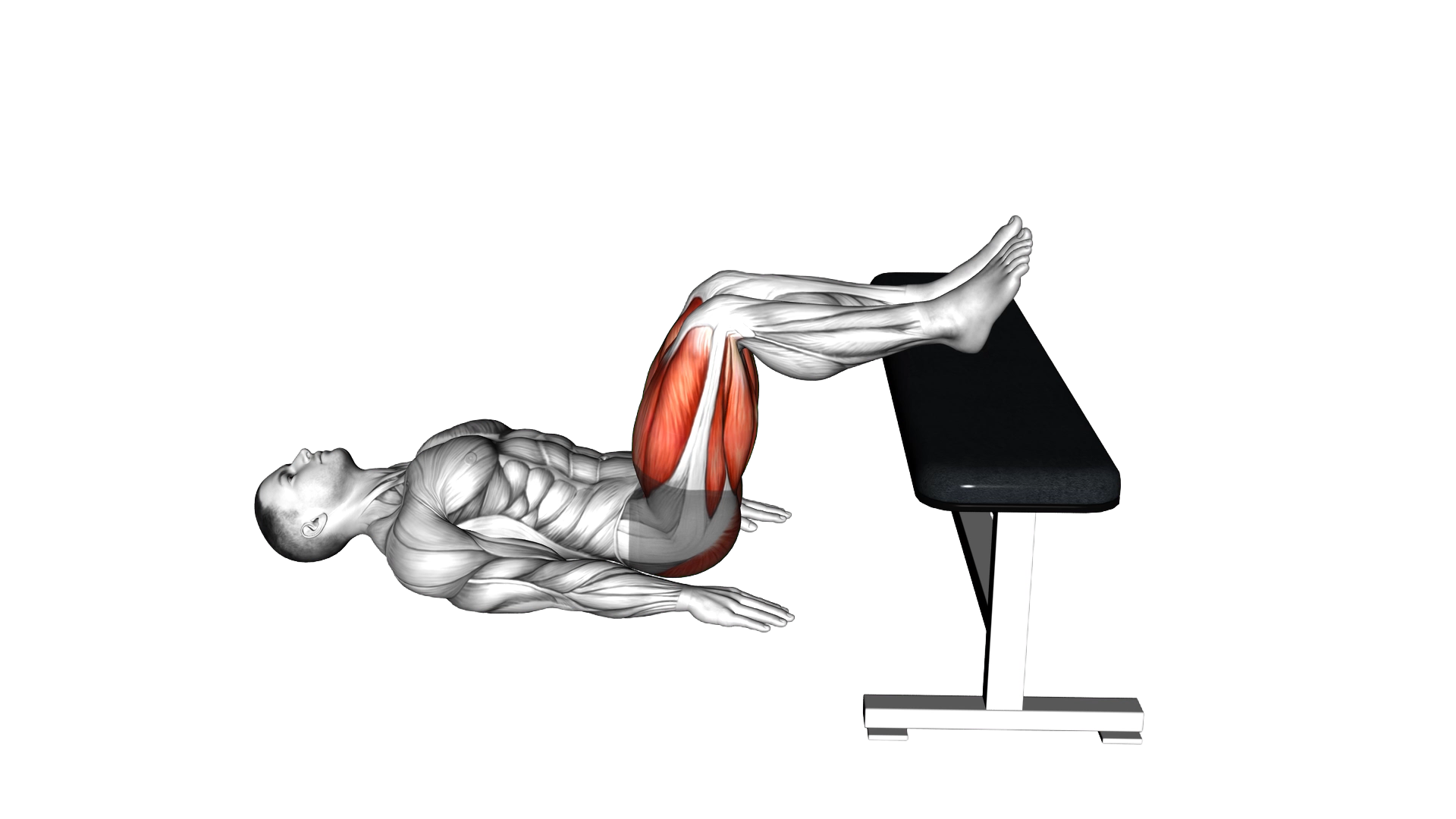 Glute Bridge Two Legs on Bench exercise demonstration