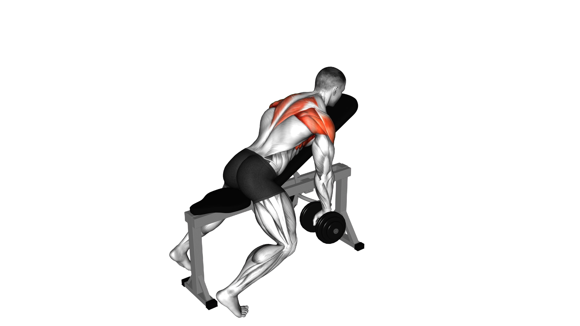 Dumbbell Incline Y Raise exercise demonstration