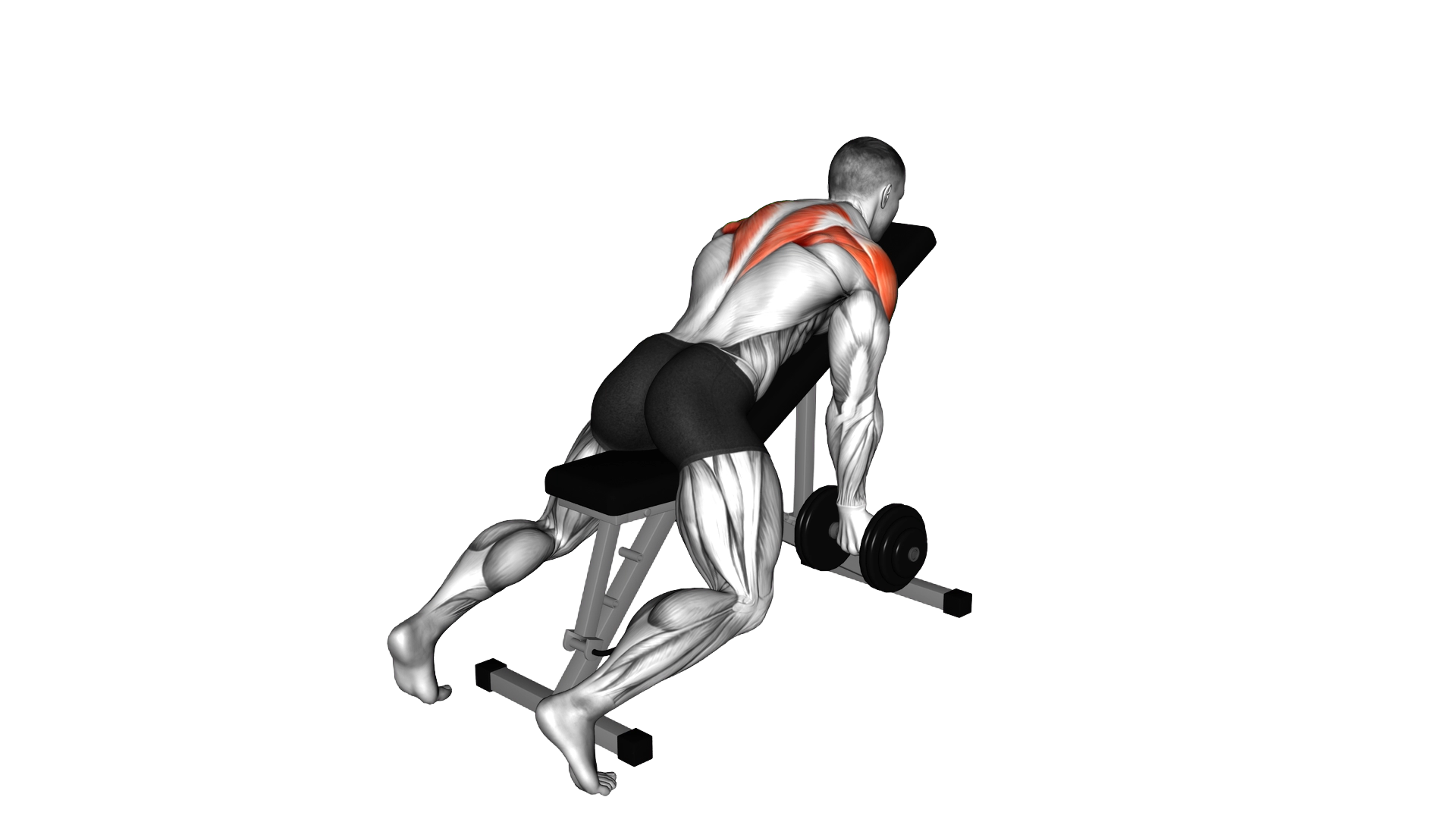 Dumbbell Incline T Raise exercise demonstration