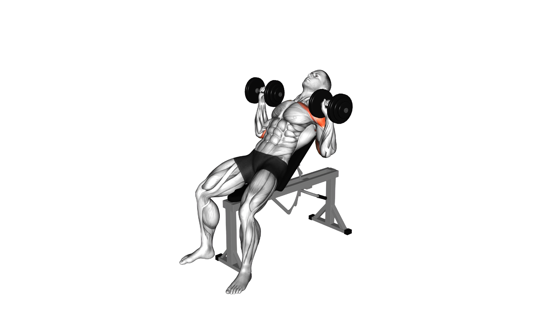 Dumbbell Incline Alternate Press exercise demonstration