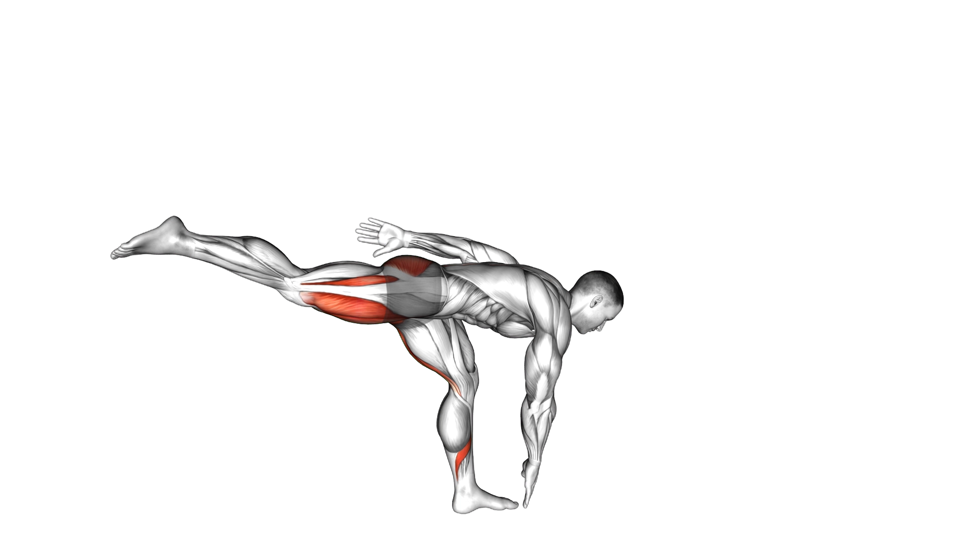 Single Leg Deadlift with Knee Lift exercise demonstration