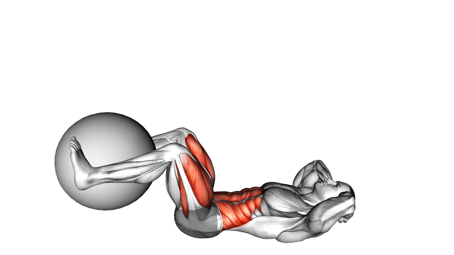 Leg Extension Crunch (with Stability Ball) exercise demonstration