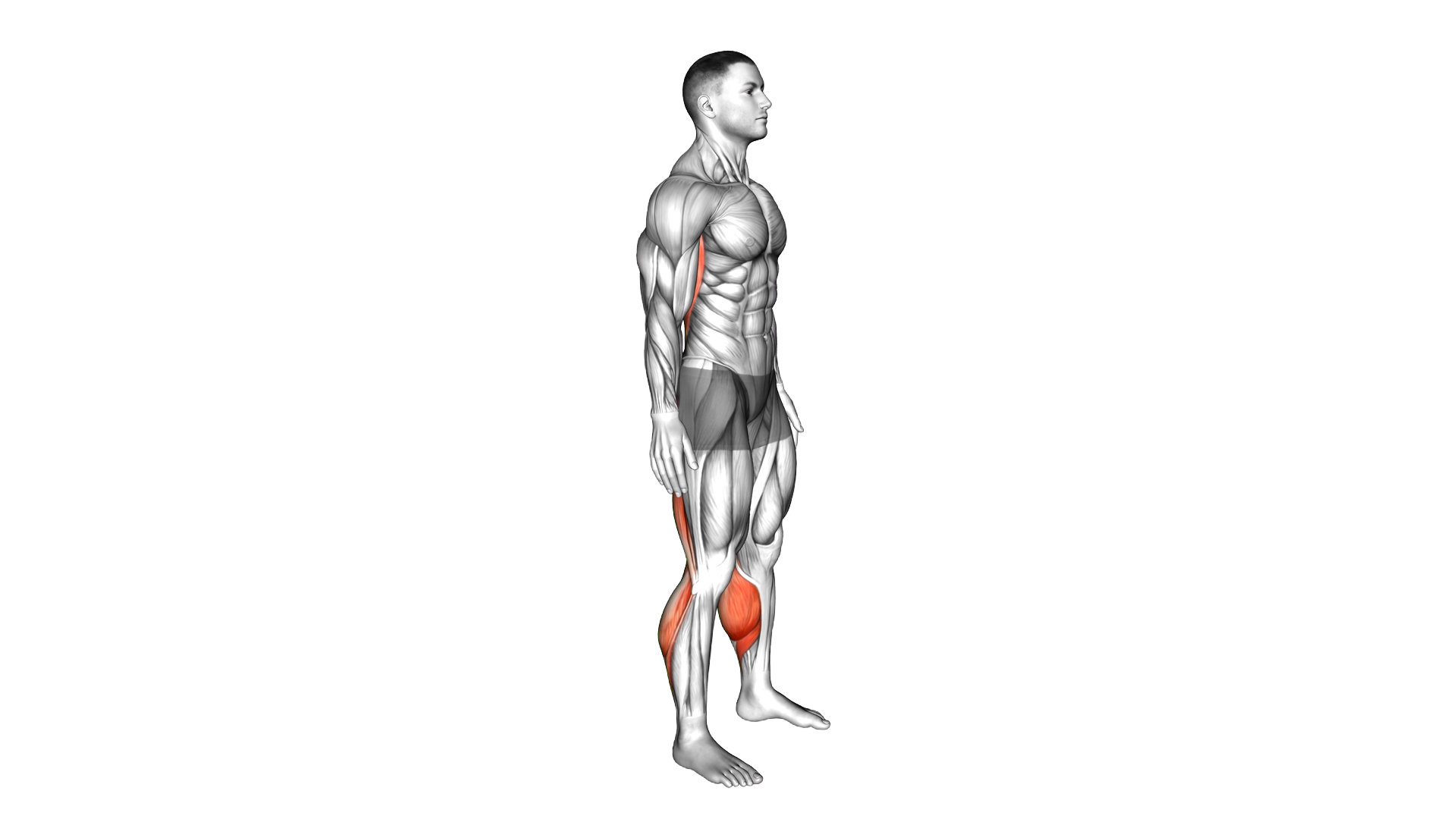 Standing Hamstrings and Back Stretch exercise demonstration
