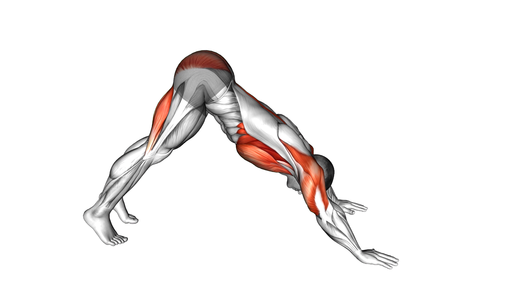 Pike to Cobra Push up exercise demonstration