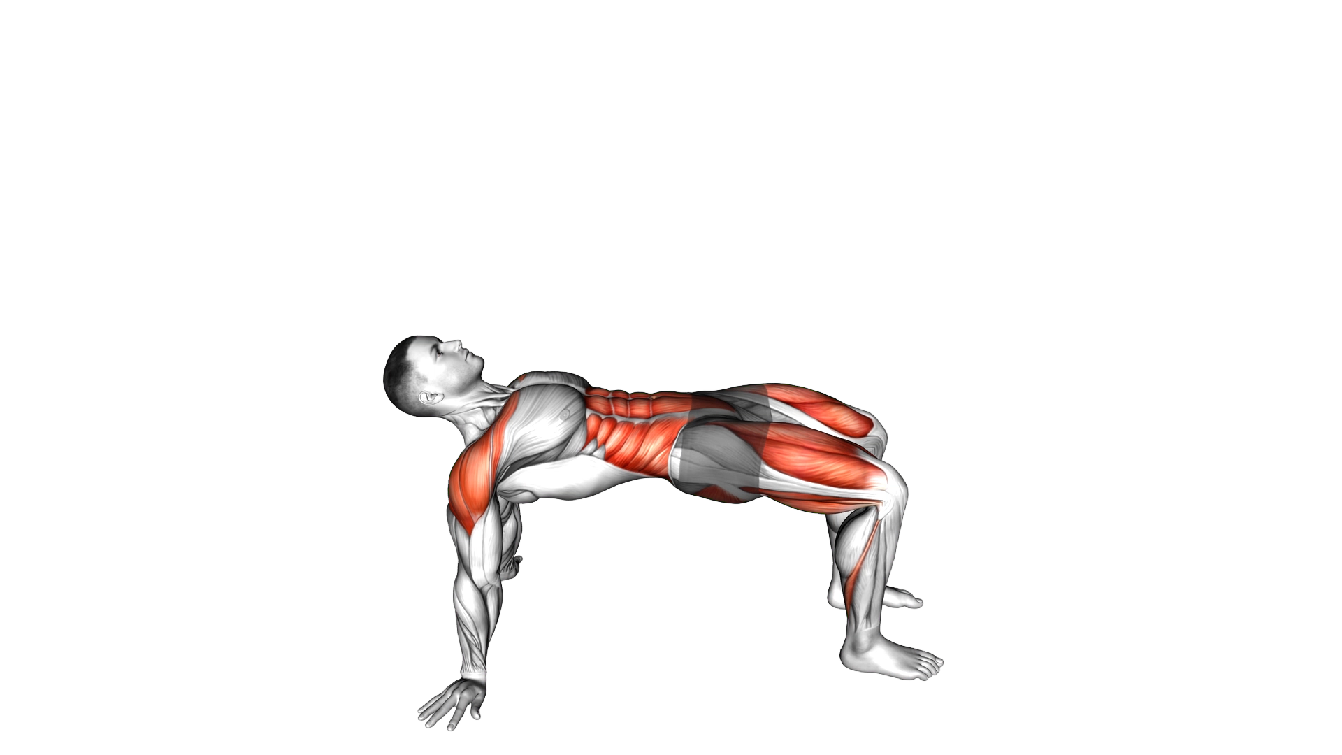 Reverse Plank with Leg Lift exercise demonstration