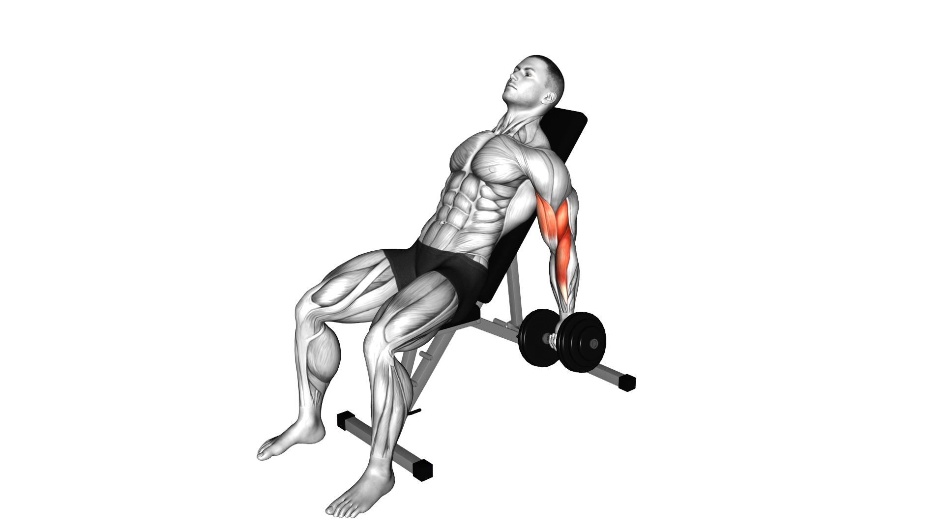 Dumbbell Incline Alternate Bicep Curl exercise demonstration