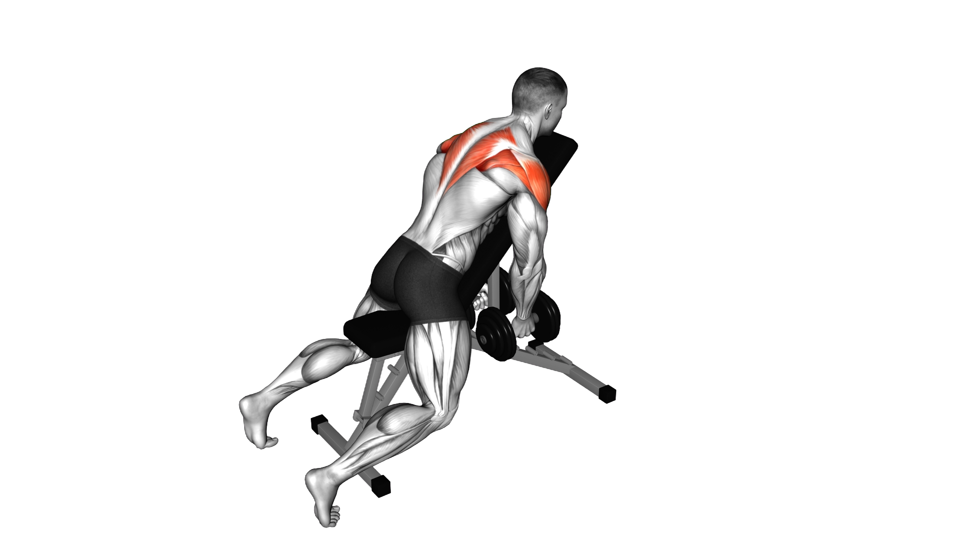 Dumbbell Chest Supported Lateral Raises exercise demonstration