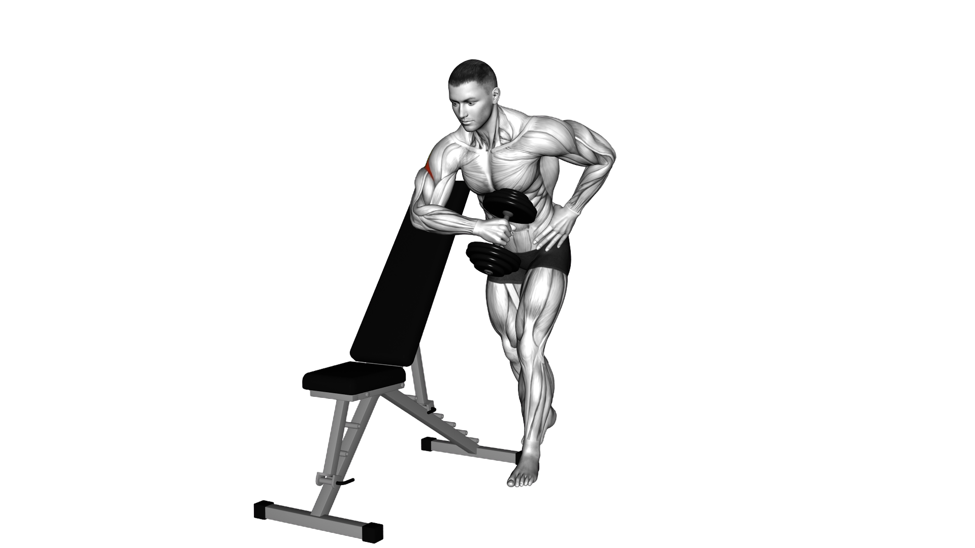 Dumbbell Bench Supported External Rotation exercise thumbnail