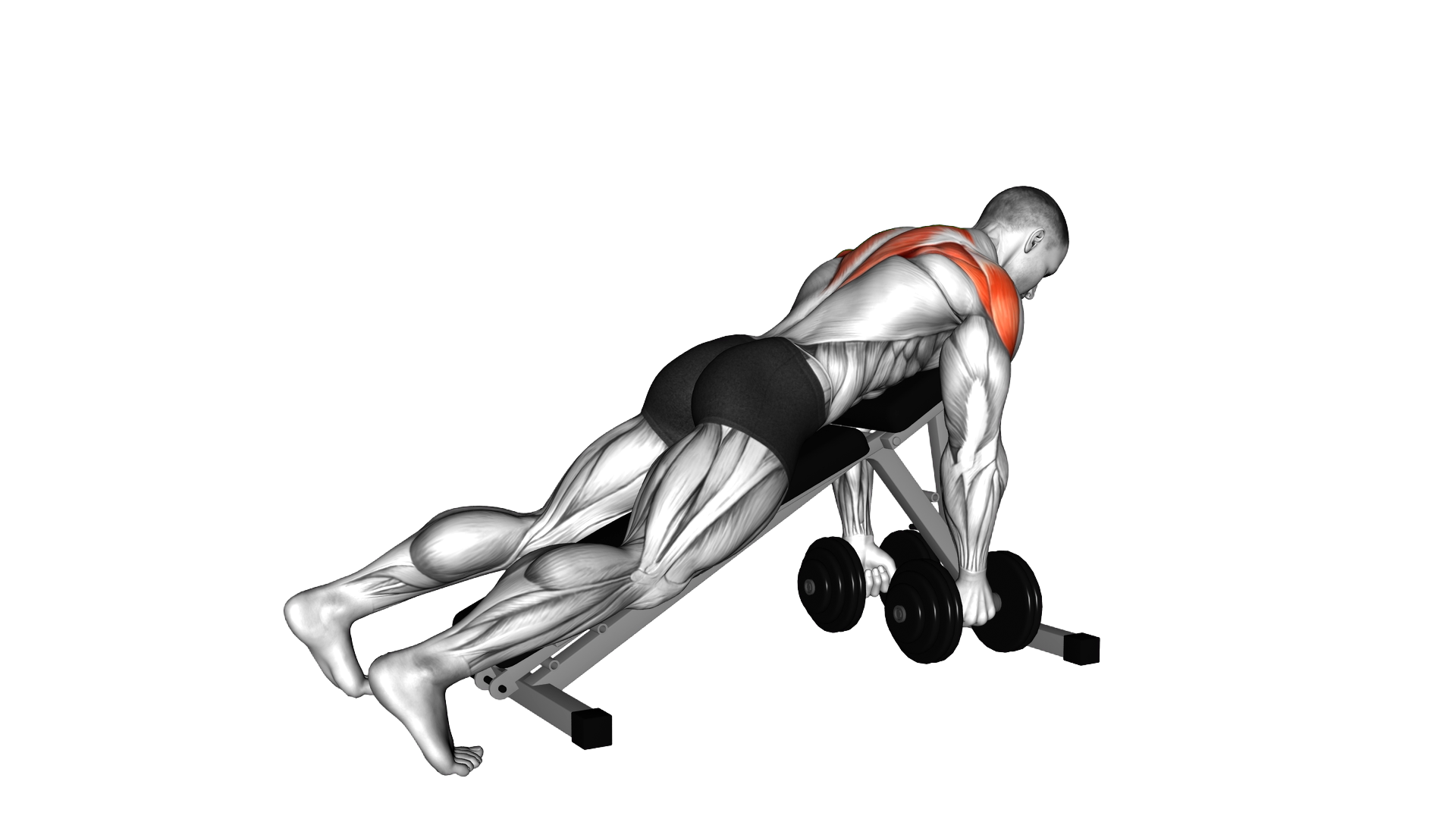 Dumbbell Incline Alternate Reverse Fly exercise demonstration