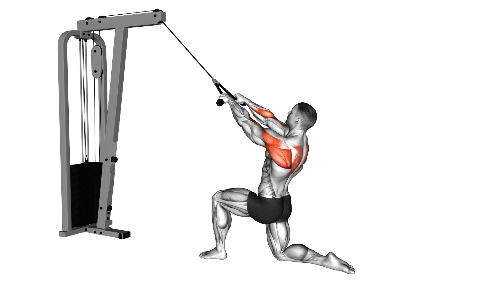 Cable Kneeling Rear Delt Row (with rope) exercise demonstration