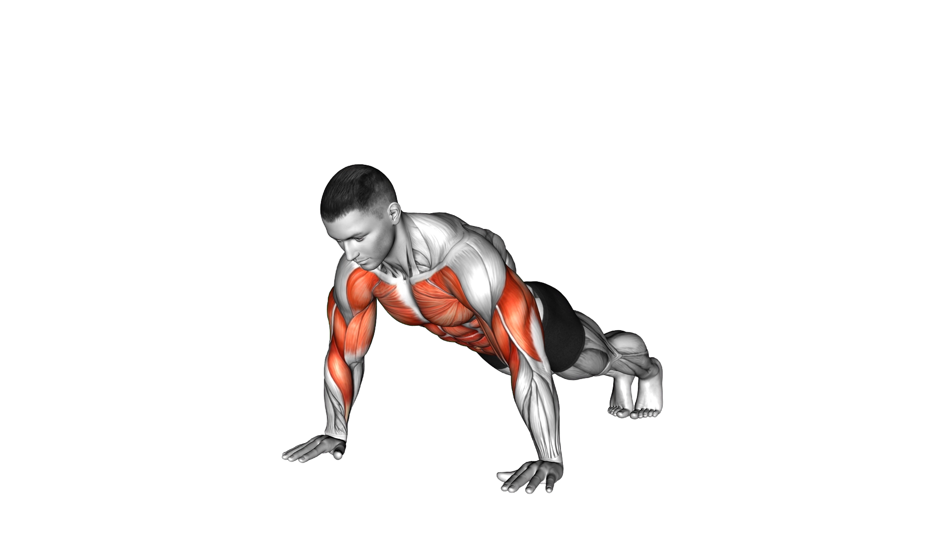 Shoulder Tap exercise demonstration
