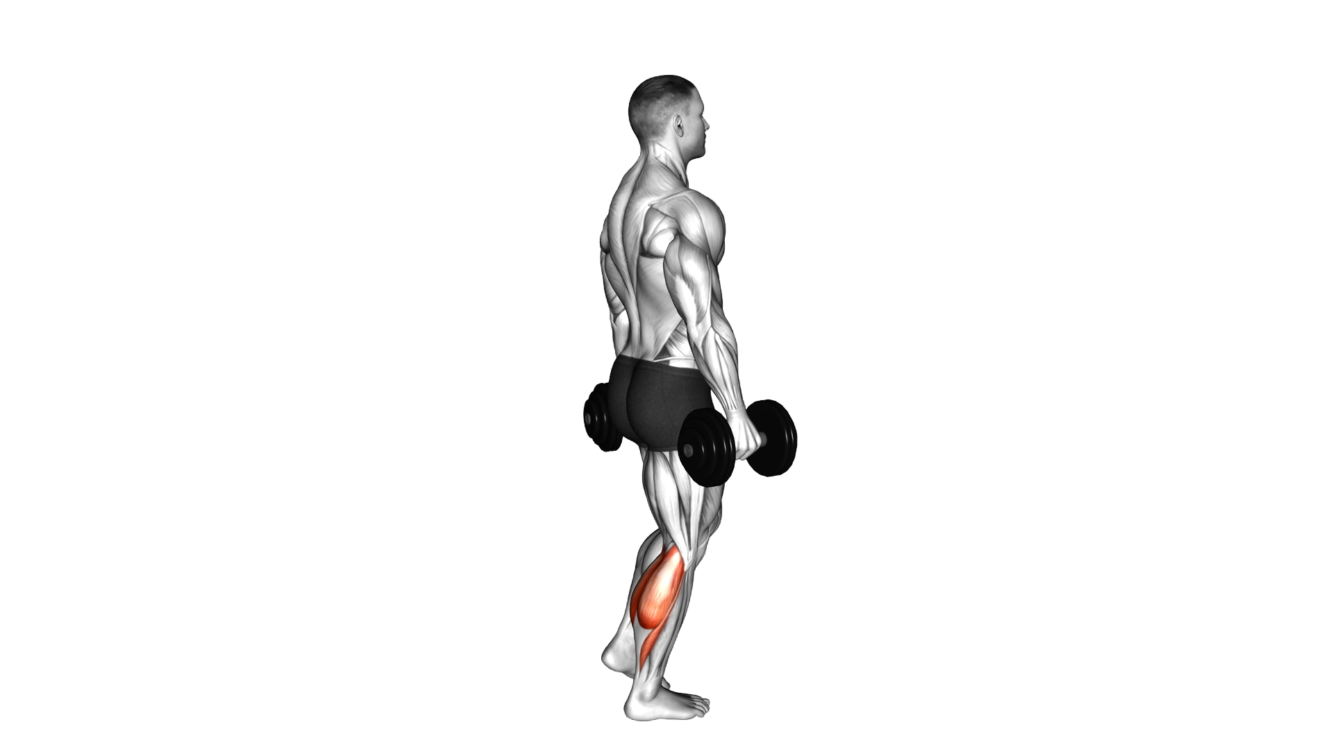 Dumbbell Standing Single Leg Calf Raise exercise demonstration