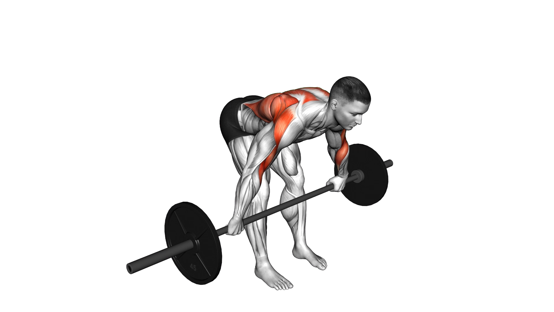 Barbell Bent Over Wide Grip Row exercise demonstration