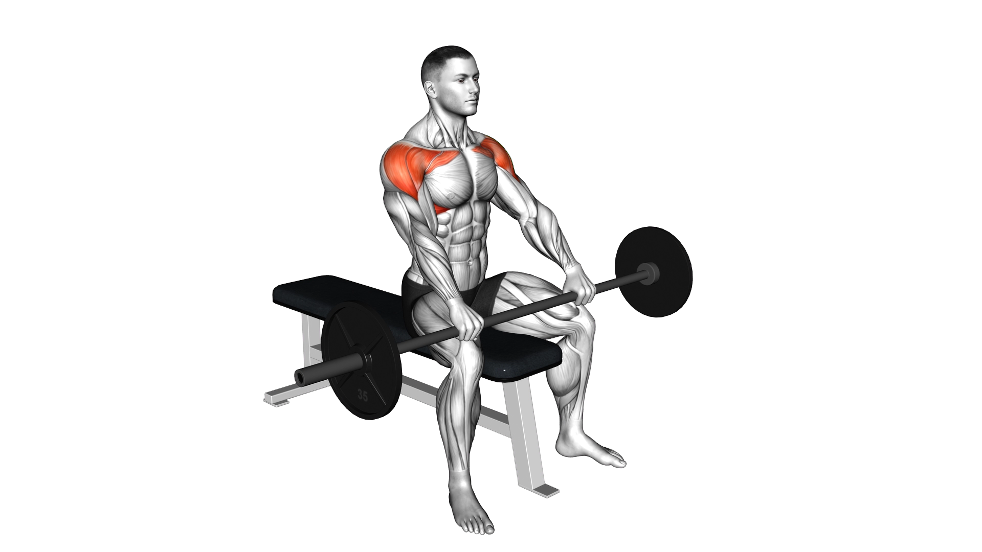 Barbell Seated Front Raise exercise demonstration