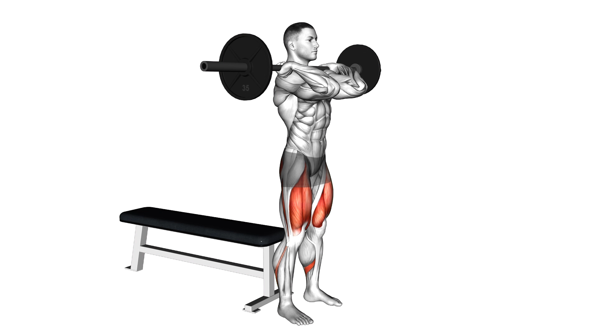 Barbell Front Bench Squat exercise thumbnail