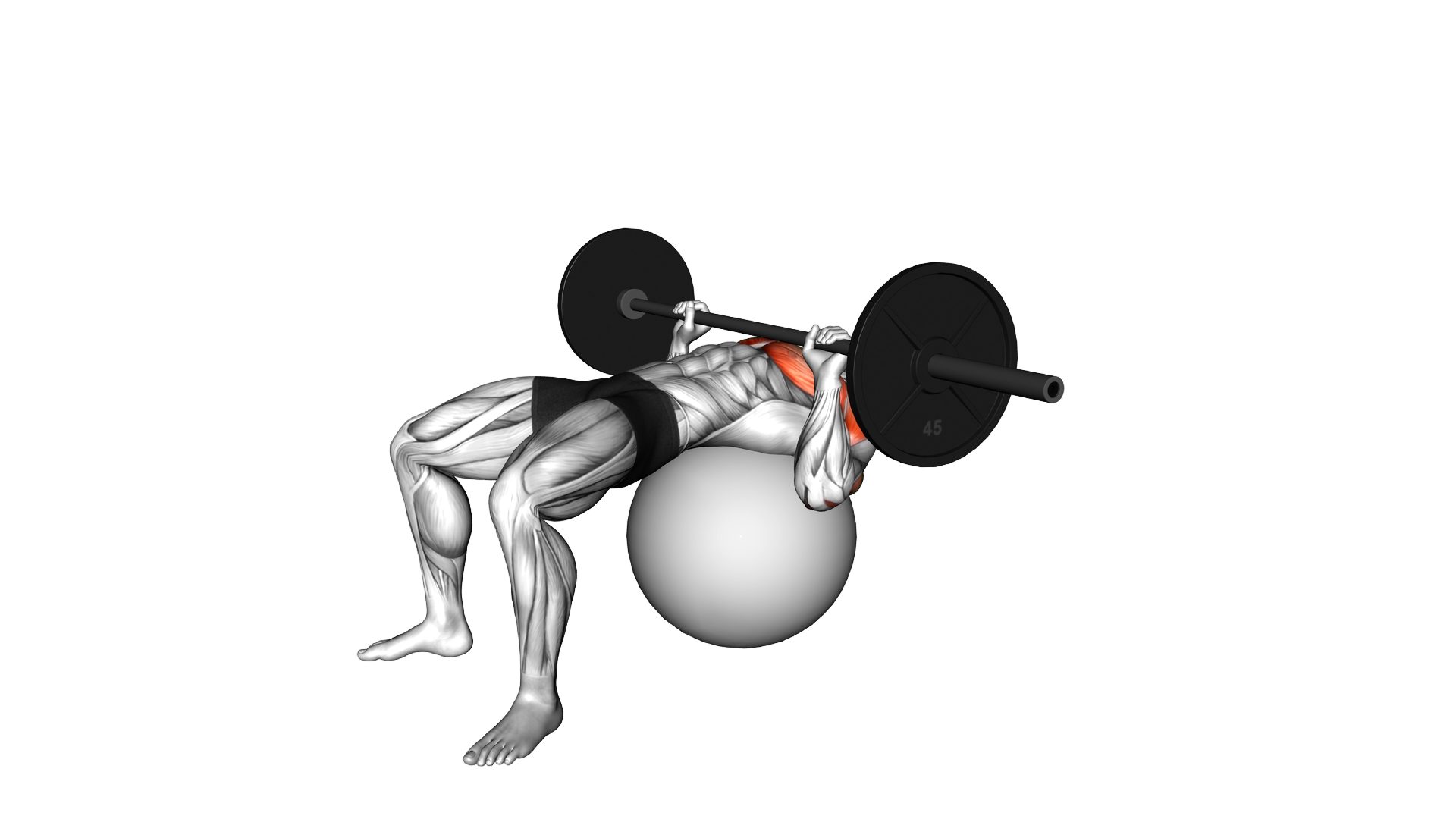 Barbell Chest Press on Stability Ball exercise thumbnail
