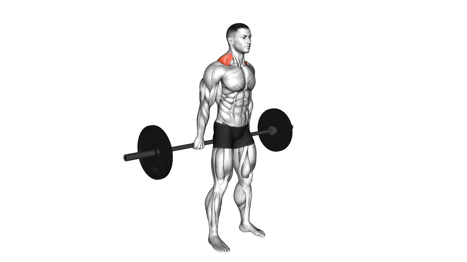 Barbell Behind The Back Shrug exercise demonstration