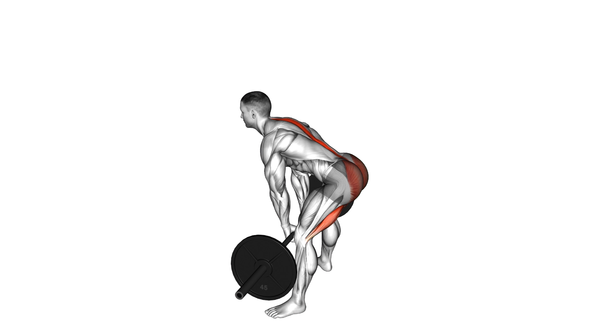 Barbell Sumo Romanian Deadlift exercise demonstration