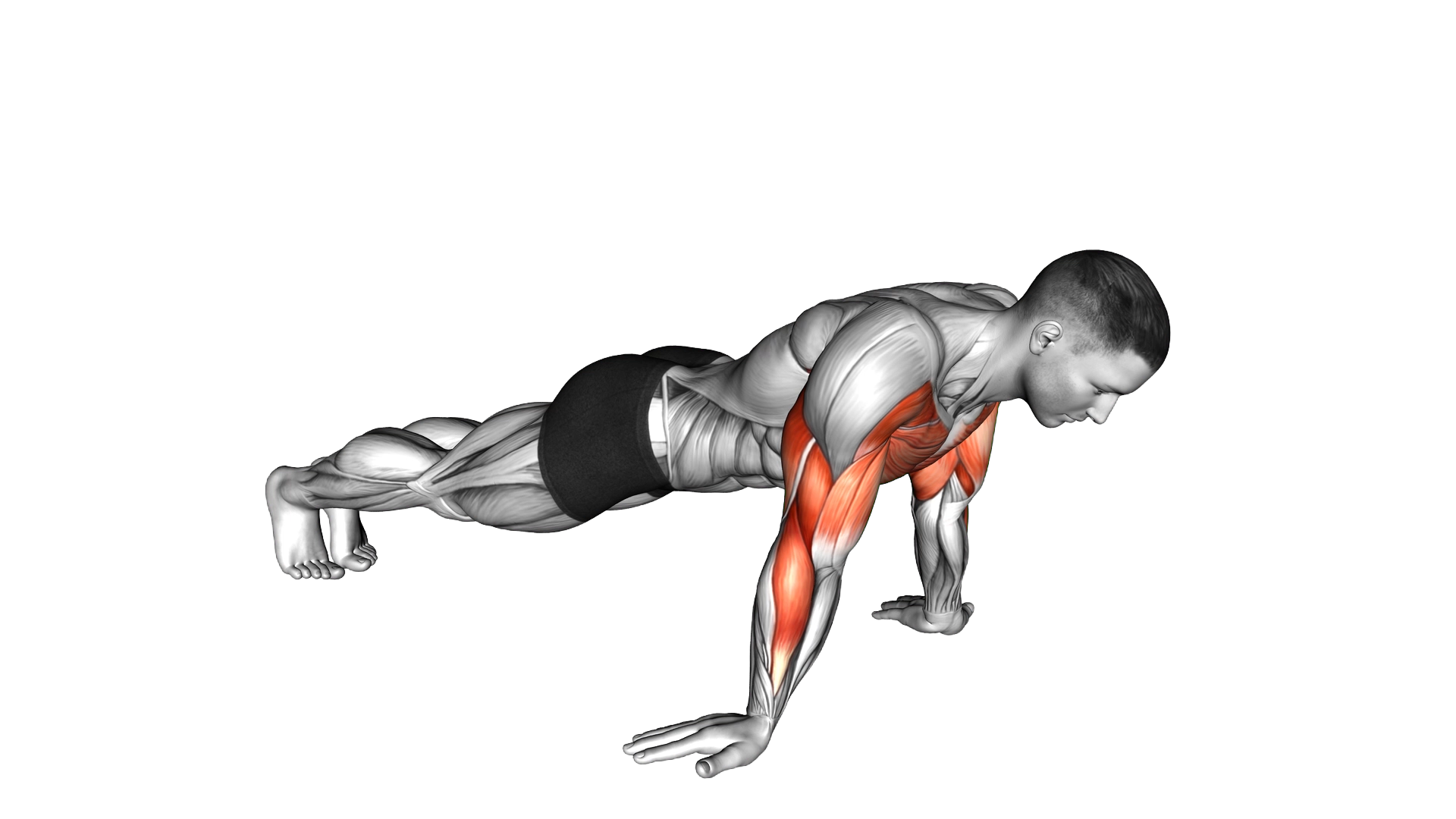 Reverse Push up exercise demonstration