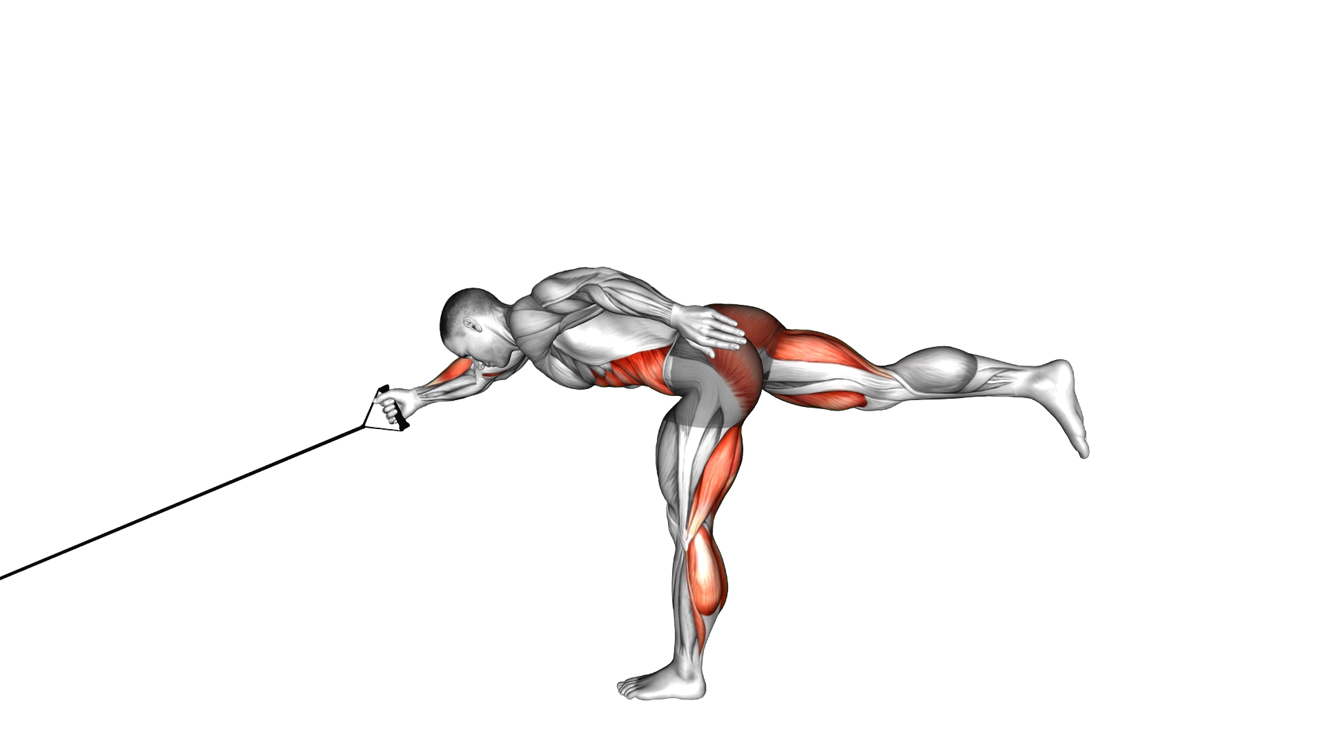 Band Single Stiff Leg Deadlift with Single Arm Row exercise demonstration