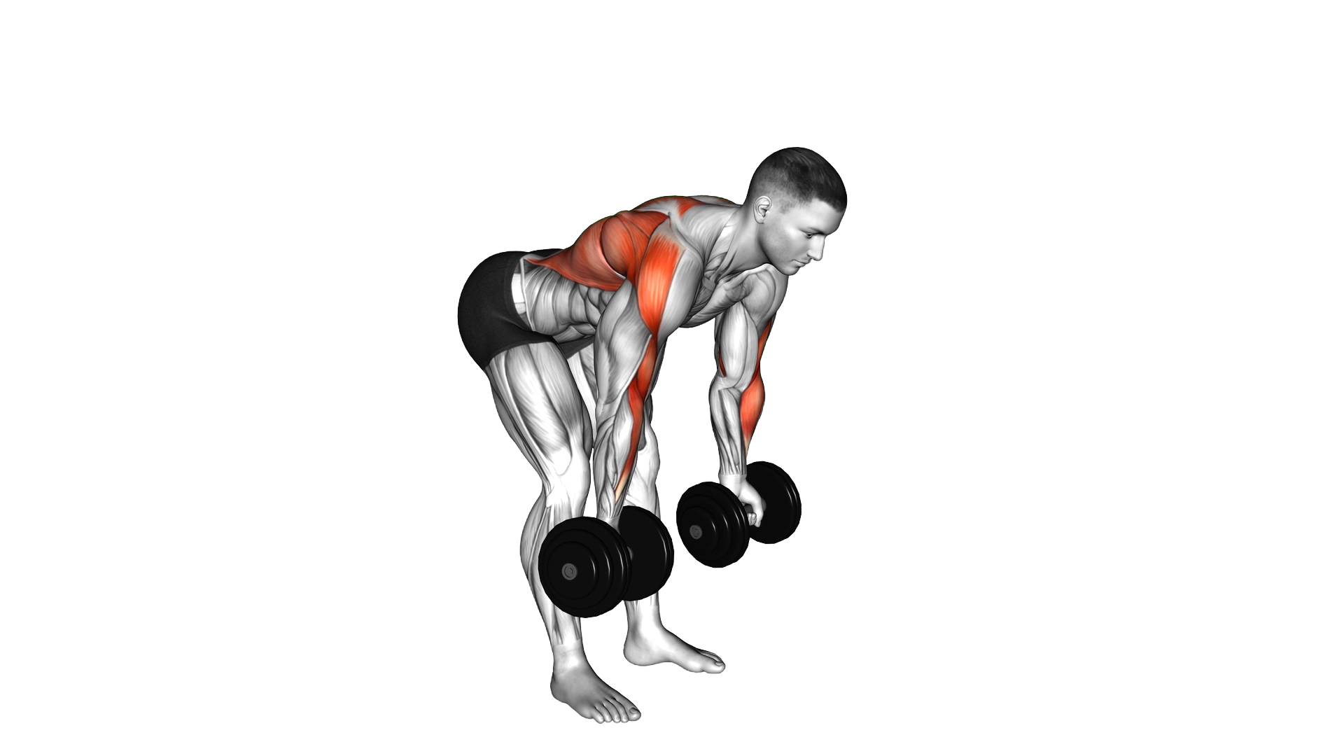 Dumbbell Bent Over Reverse Row exercise demonstration