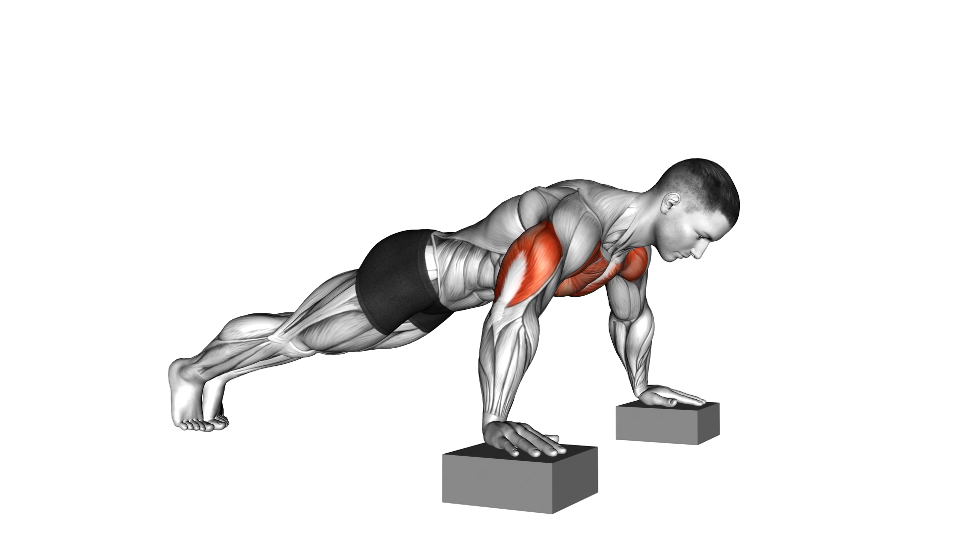 Elevanted Push Up exercise demonstration