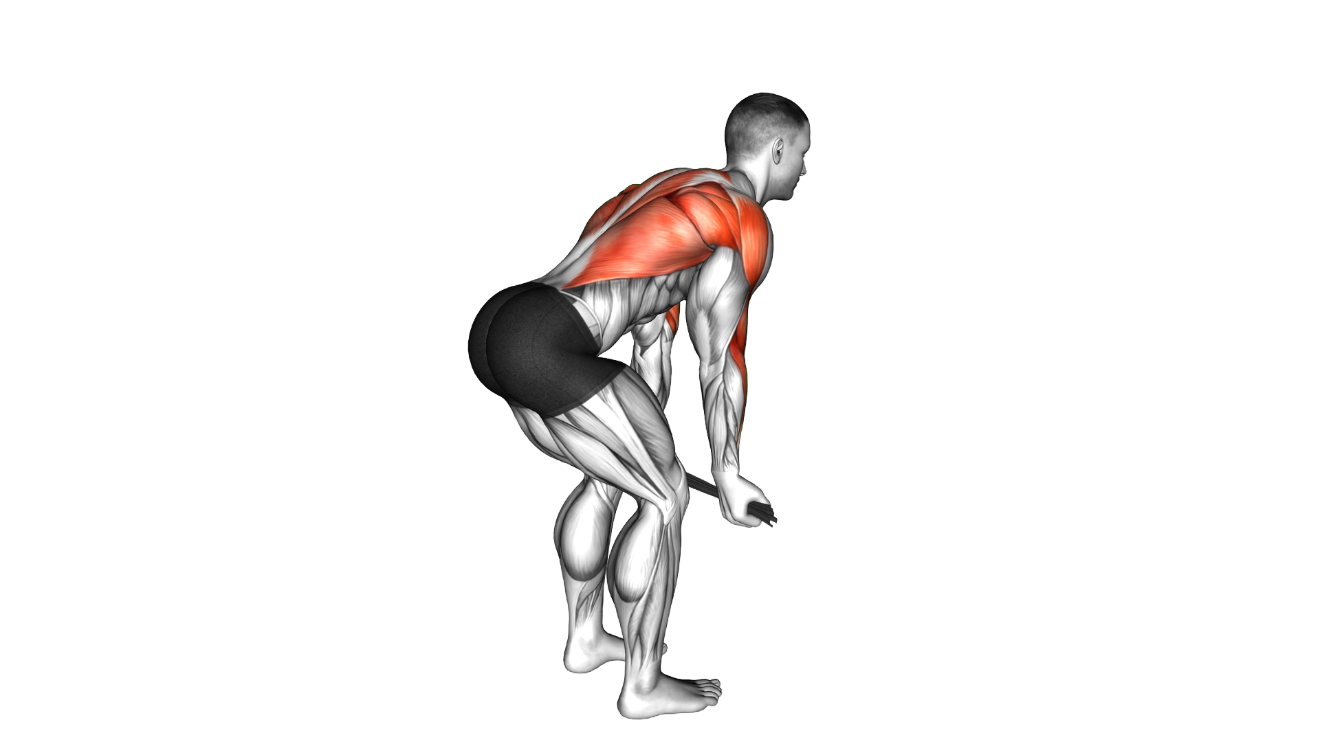Bent over Row with Towel exercise demonstration