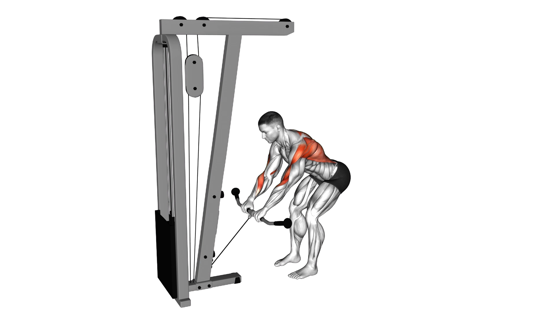 Cable Bent Over Row exercise demonstration