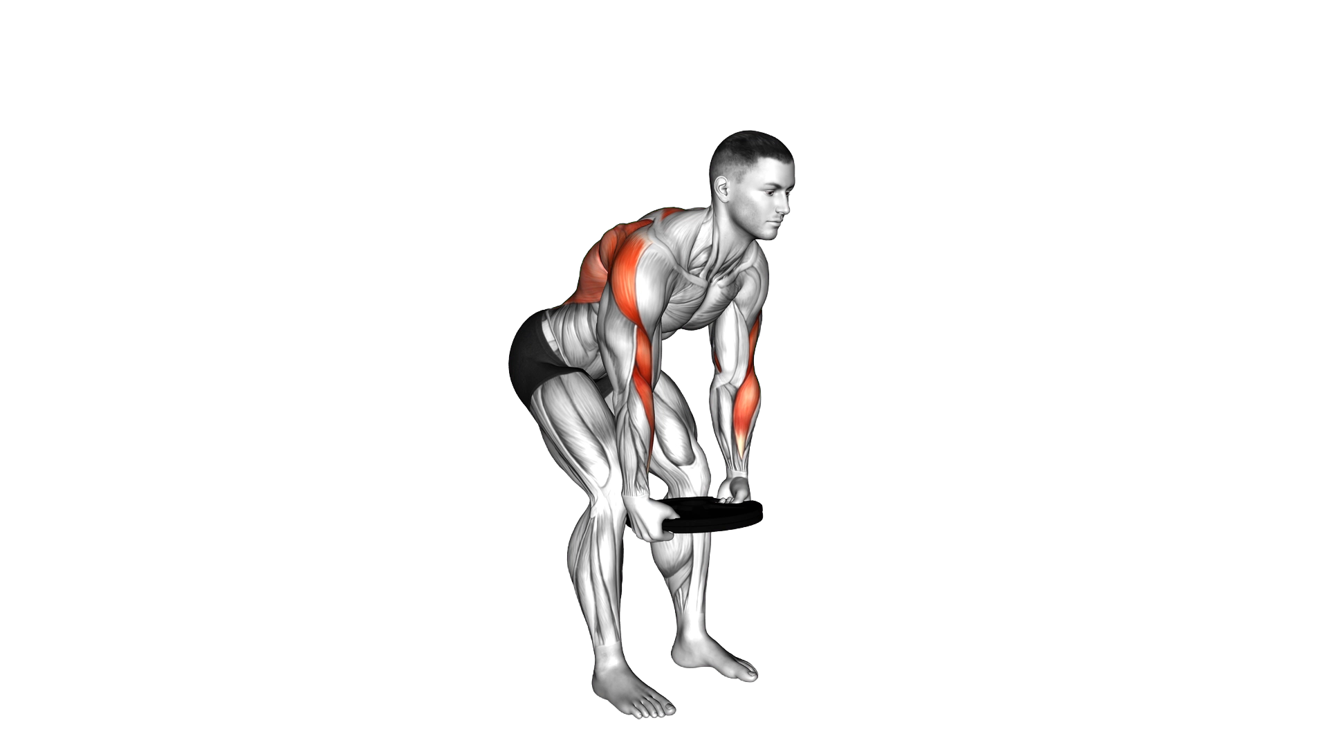 Weighted Plate Bent Over Row exercise demonstration