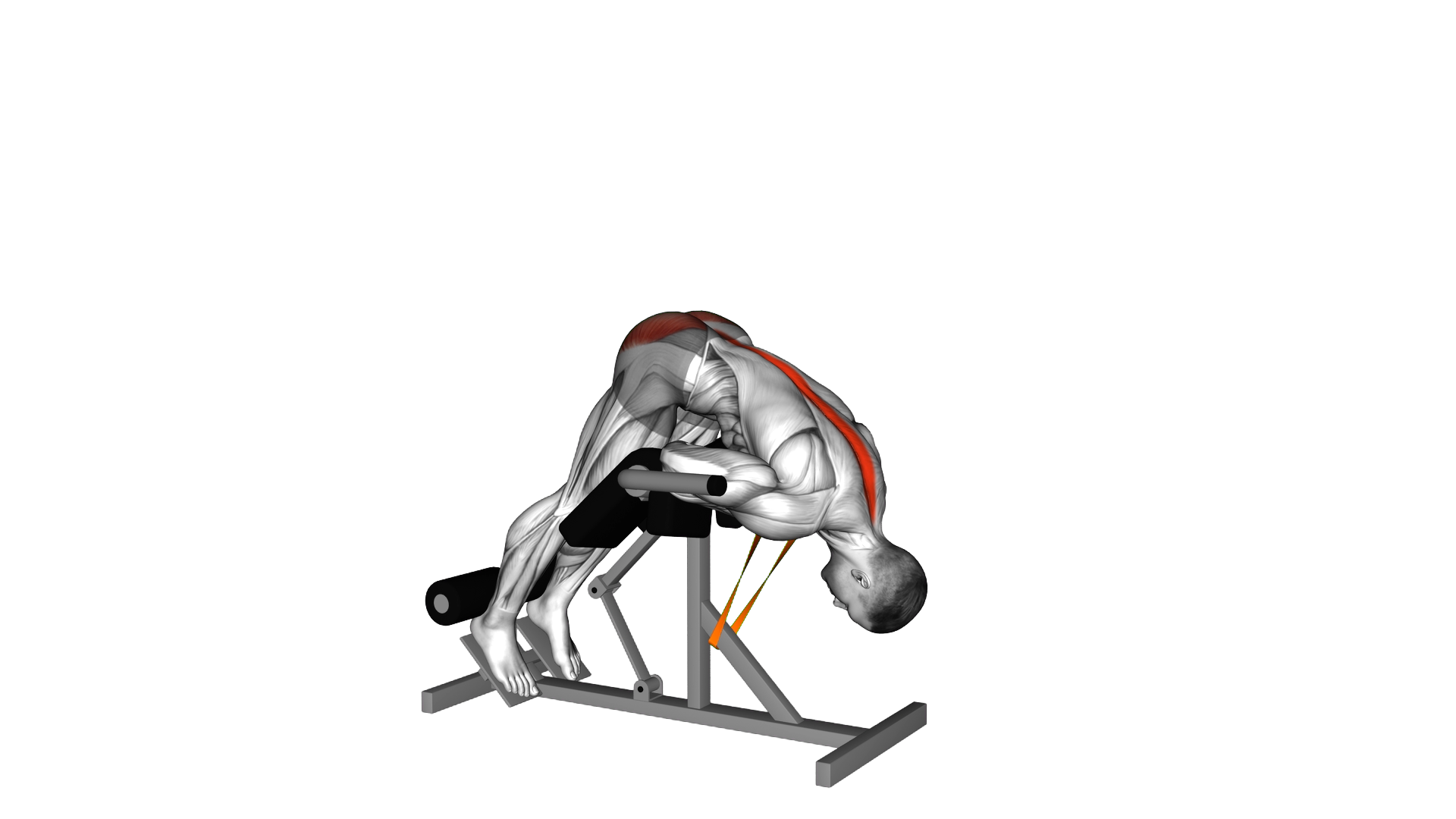 Resistance Band 45 degrees Hyperextension exercise demonstration
