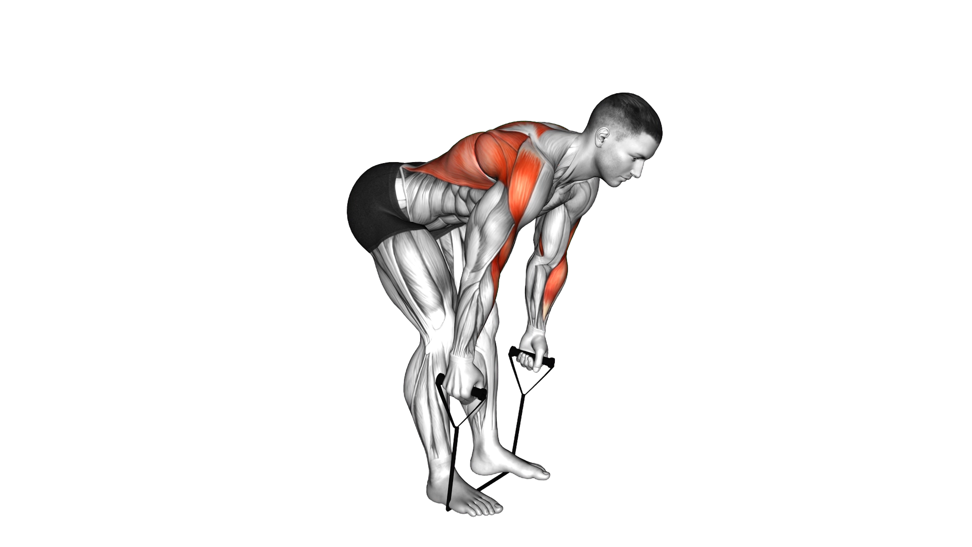 Band bent over row exercise demonstration