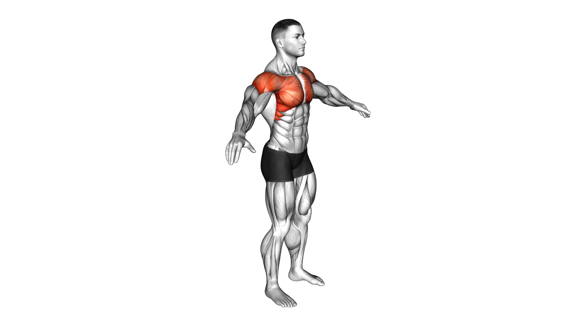 Arm Circles exercise demonstration