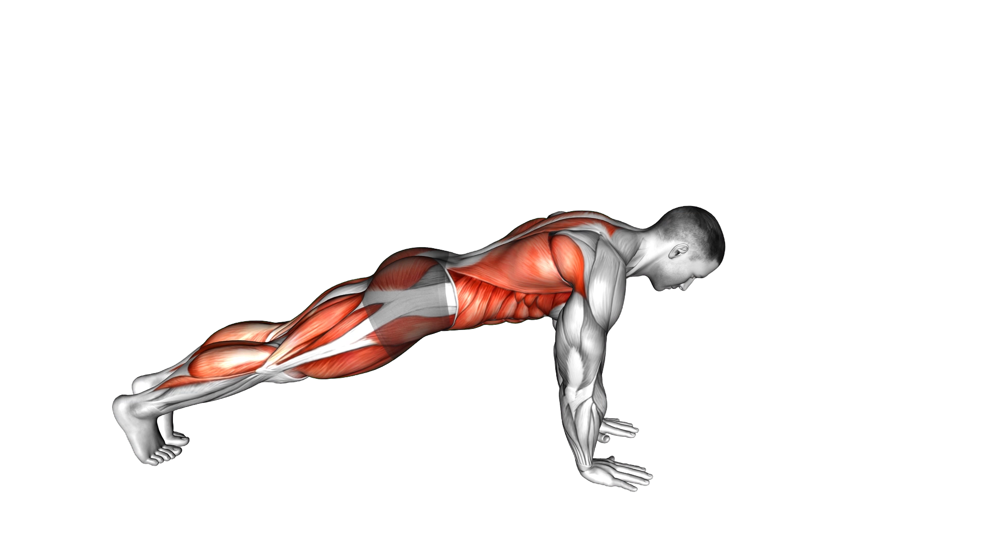 Front Plank with Arm and Leg Lift (push up position) exercise demonstration