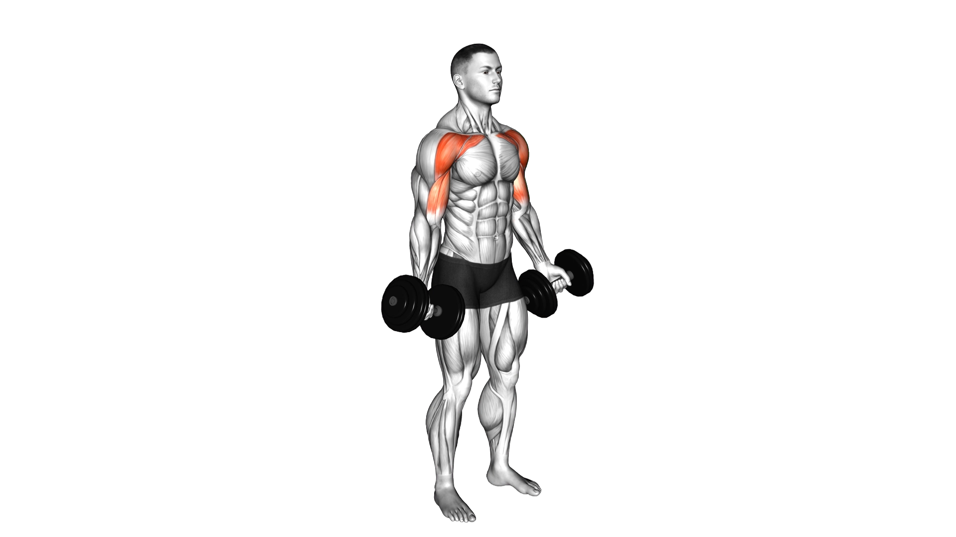 Dumbbell Low Fly exercise demonstration