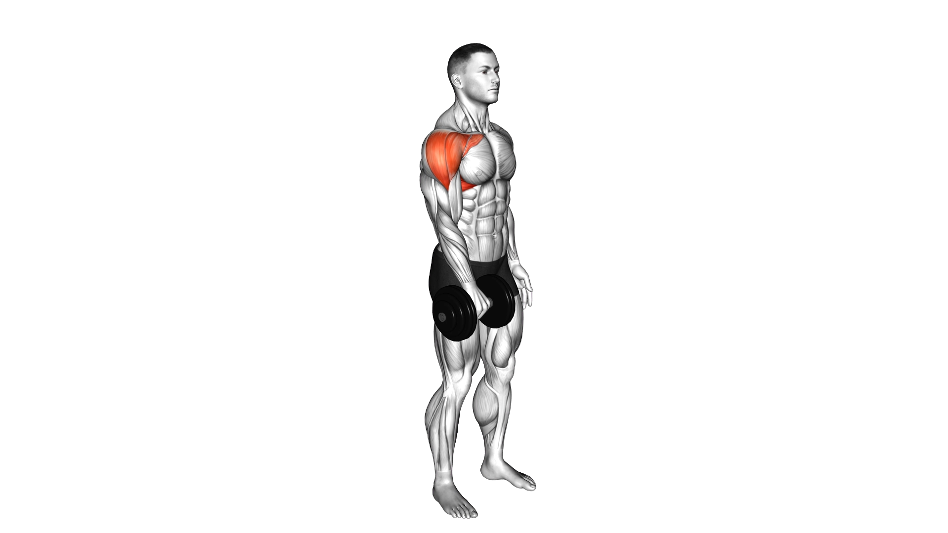 Dumbbell One Arm Front Raise exercise demonstration