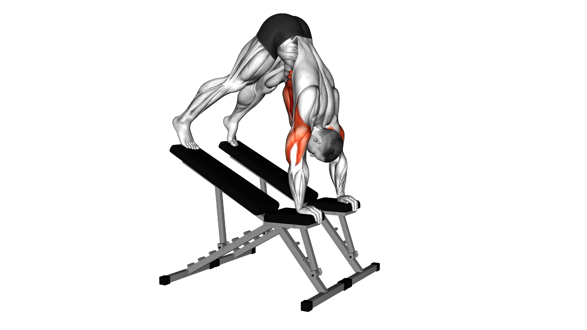 Decline Pike Press (between benches) exercise demonstration