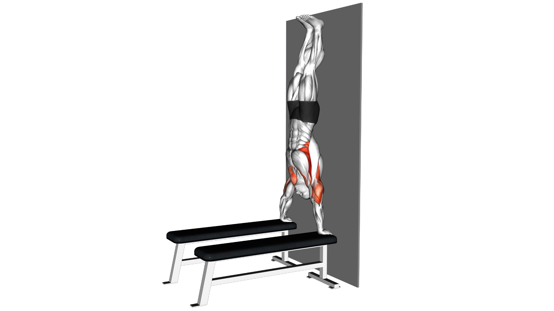 Handstand Shoulder Press with Wall (between benche exercise thumbnail