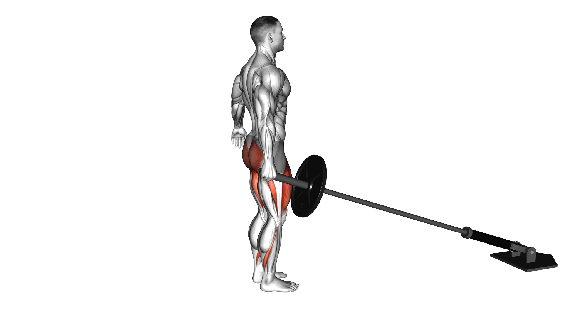 Landmine Rear Lunge exercise demonstration