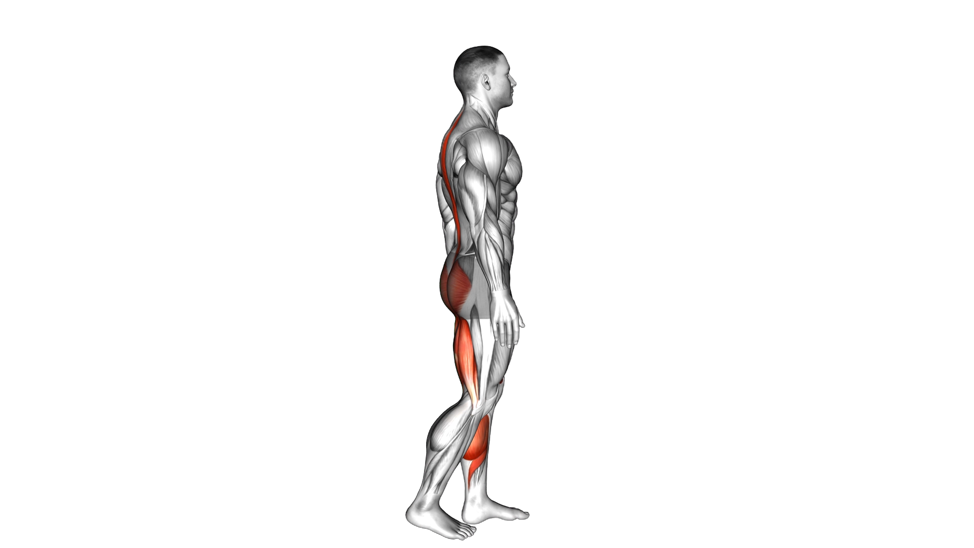 Bodyweight Single Leg Deadlift exercise thumbnail